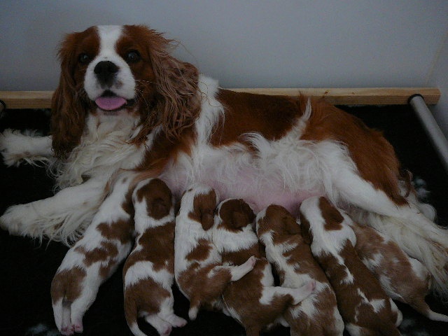 Anaïwane's - Cavalier King Charles Spaniel - Portée née le 10/07/2008